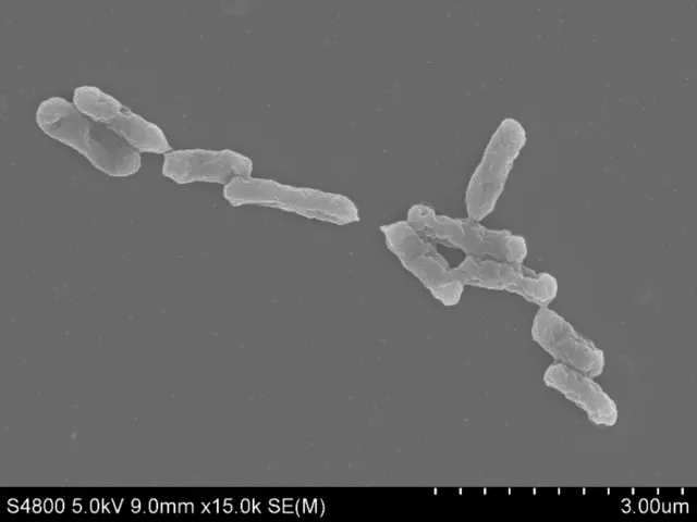 SEM micrograph of Acidithiobacillus ferrooxidans YNTRS-40