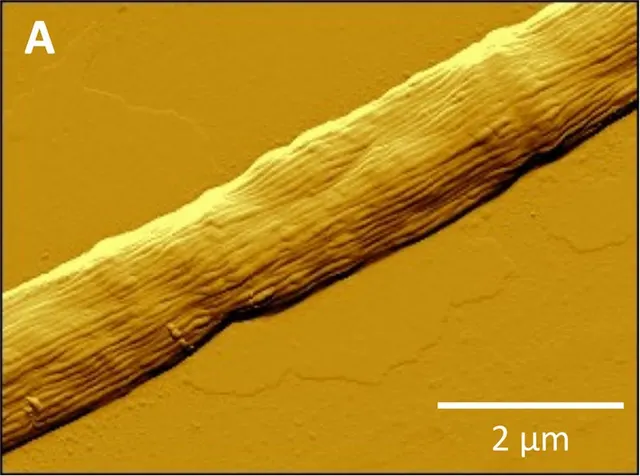 AFM micrograph of Ca. Electronema aureum GS