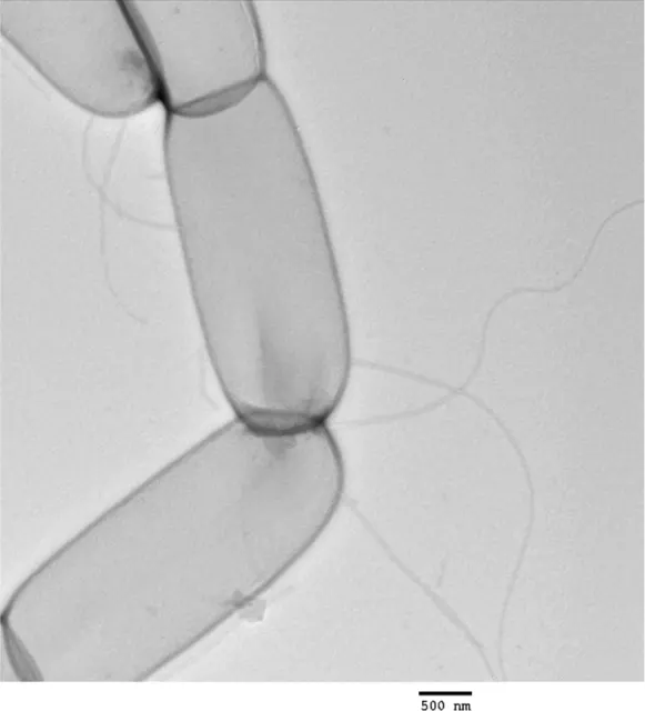 TEM micrograph of Clostridium ljungdahlii DSM 13528