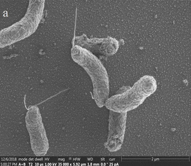 SEM micrograph of Desulfovibrio vulgaris Hildenborough (DvH) JWT700, wild type