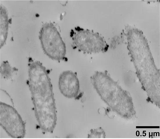 TEM micrograph of Geobacter metallireducens (ATCC 53774 = GS-15)