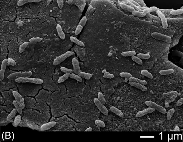 SEM micrograph of Geobacter sulfurreducens