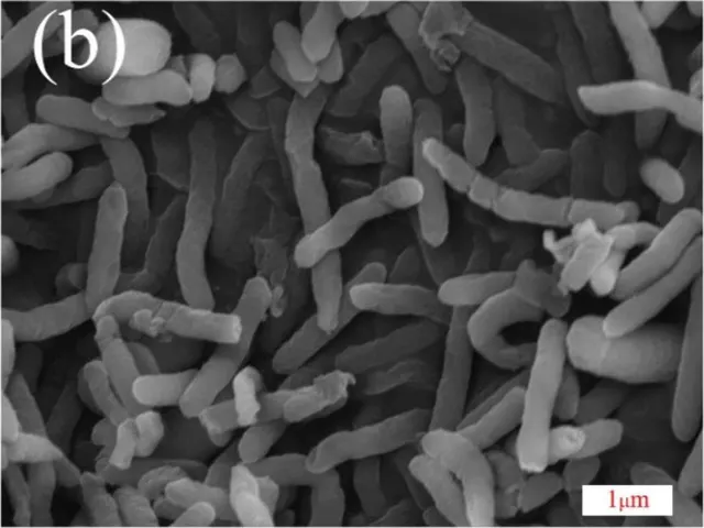 SEM micrograph of S. oneidensis MR-1