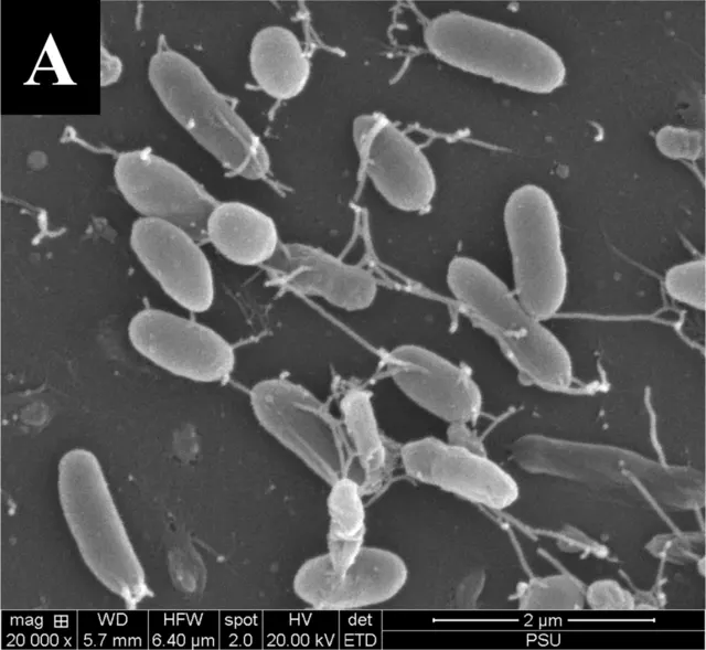 SEM micrograph of Shewanella putrefaciens (JCM 20190)
