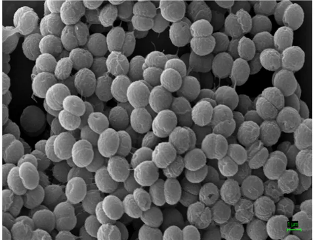 SEM micrograph of Synechocystis sp. PCC6803 (wild type)
