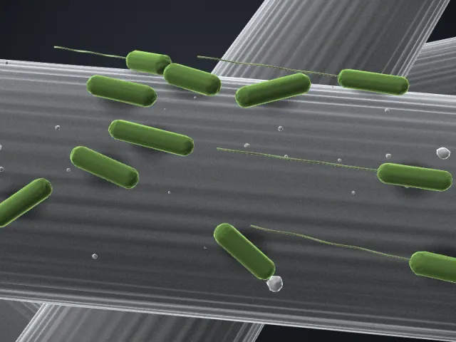 SEM-style 3D illustration of Clostridium autoethanogenum DSM 10061