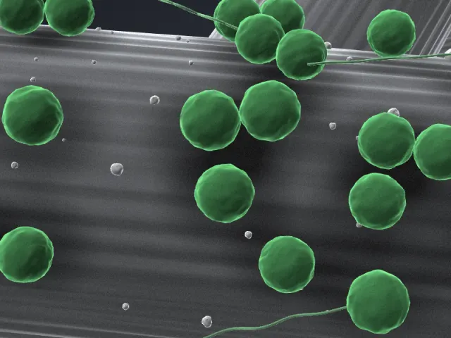 SEM-style 3D illustration of Methanococcus maripaludis S2