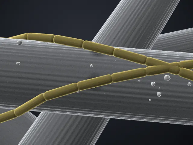 SEM-style 3D illustration of Methanothrix harundinacea