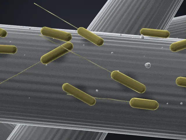SEM-style 3D illustration of Rhodoferax ferrireducens T118