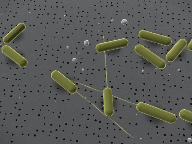 SEM-style 3D illustration of Syntrophomonas wolfei